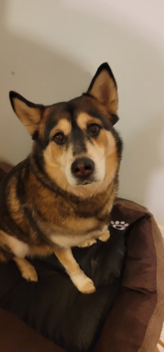 Boob to all my furry friends 
#dogsoftwitter #dogs #DogsAreFamily #dogsarelove #dogslivesmatter #dogsarethebest