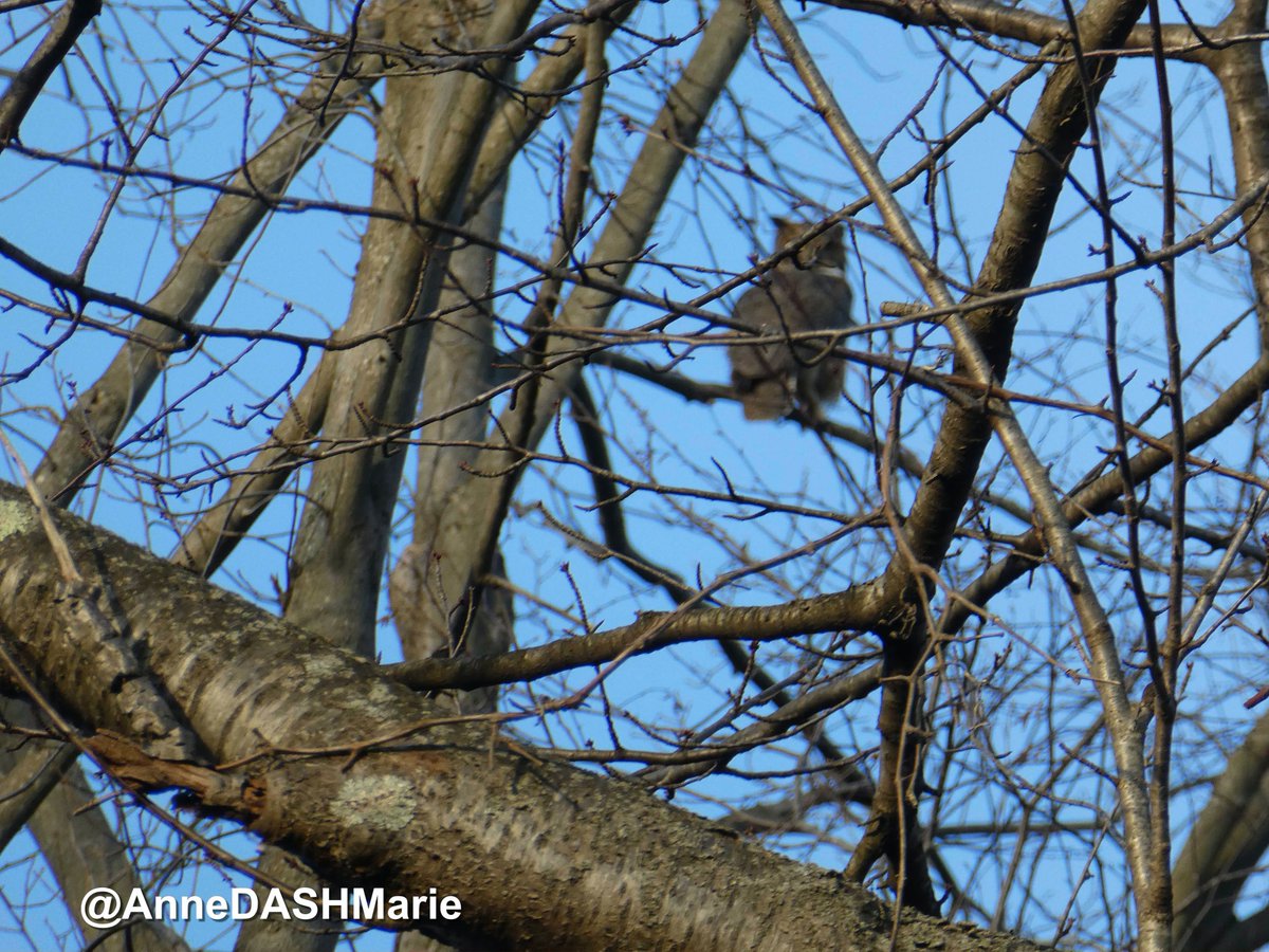 AnneDASHMarie's tweet photo. Today's family excursion was to David Wells Sanctuary where we saw a Wood Duck and our first in-the-wild sighting of a Great Horned Owl! It flew right over us and landed in the tree. #birds #birding #birdwatching #BirdsSeenIn2022 #libird #Nissequogue #LongIsland #photography https://t.co/UsTngSbVRH
