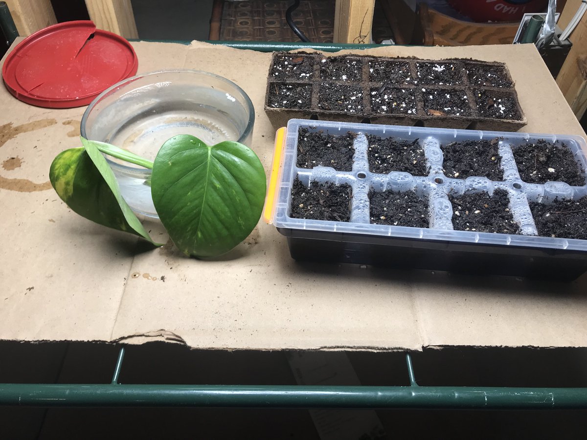 EpicPlants's tweet photo. New seedstarting/propagation station! Finally set up my grow light!  
#plant #plants #garden #gardening #GardeningTwitter #GardenersWorld #planttwitter https://t.co/vBkZa2rVLA