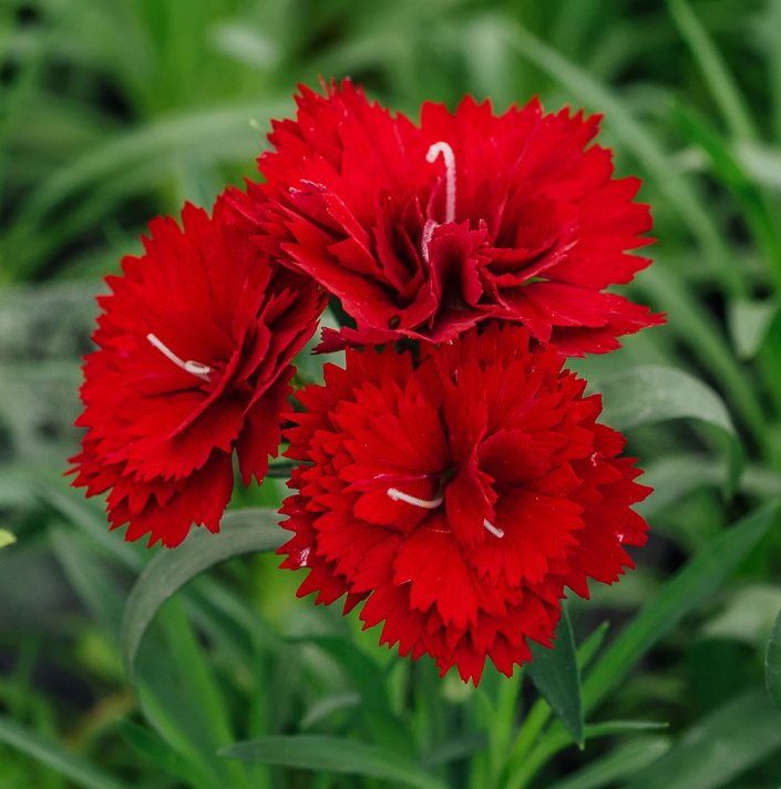 гвоздика листья. гвоздика травянка торонто. гвоздика с листиками. гвоздика красная олин цветок. гвоздика цветение.
