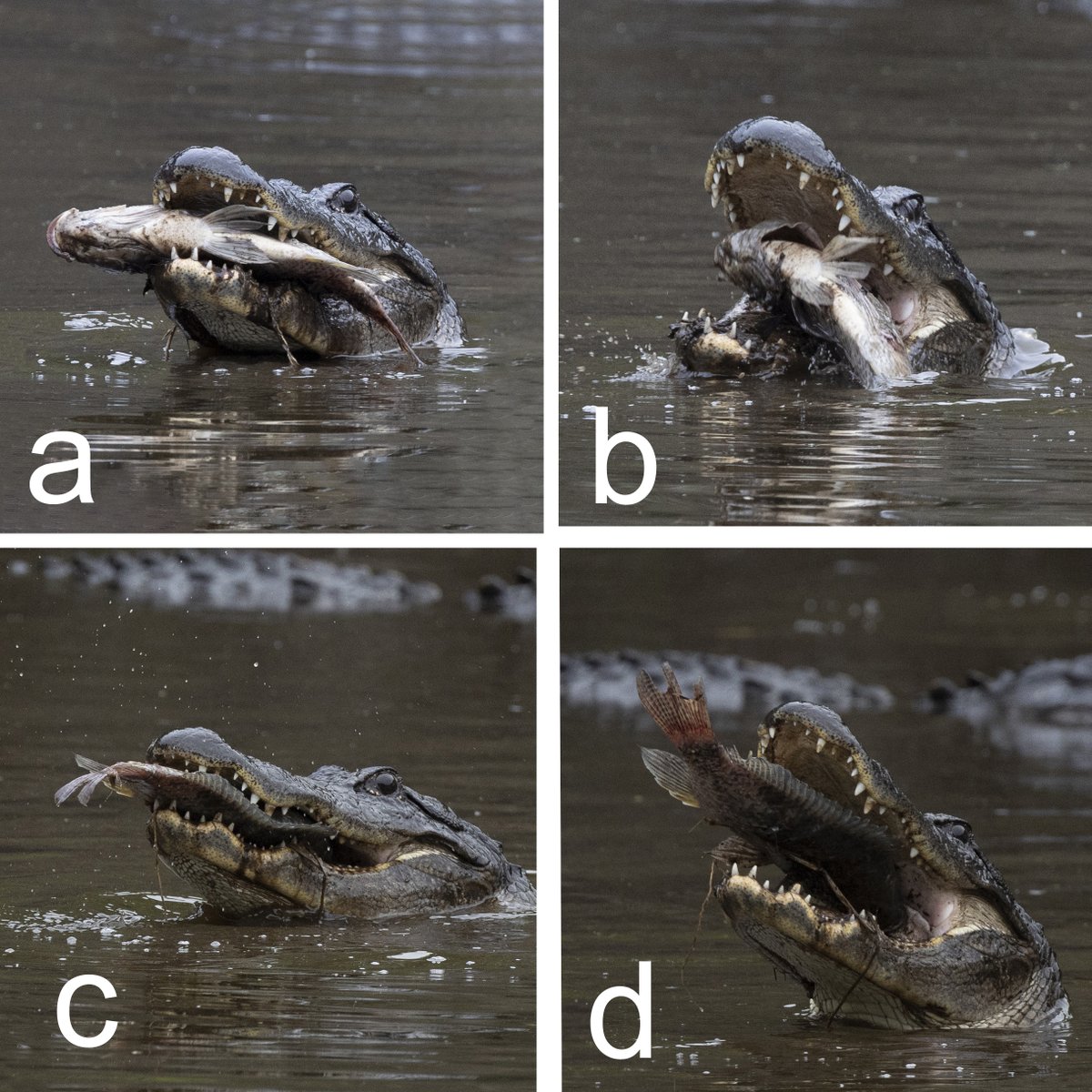 Rick Sammon tweet media