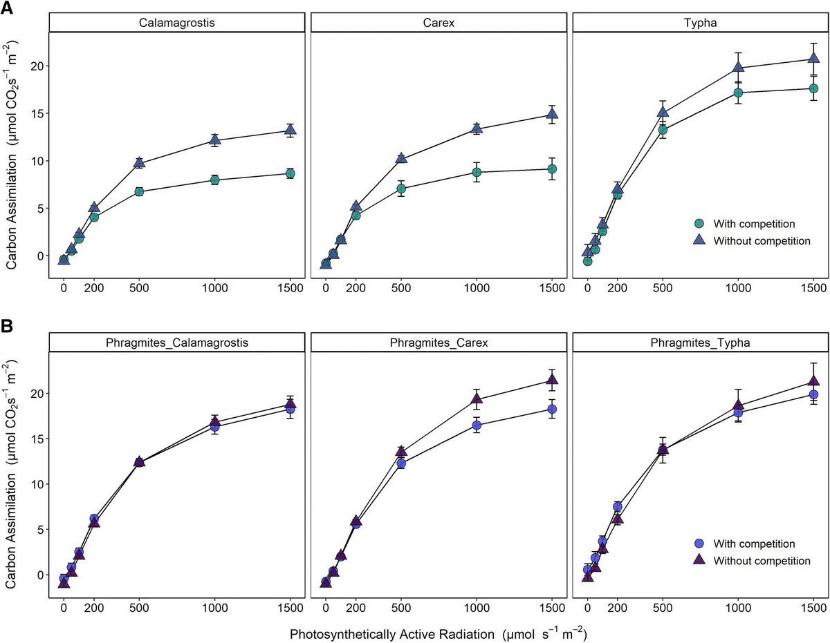 BioInvasions's tweet photo. Competition experiment between invasive #Phrag and wetland plants reveals greater carbon assimilation and light interception by the invader: https://t.co/BkYB4pKJTo

@girls_can https://t.co/Yv7VJbUdd0