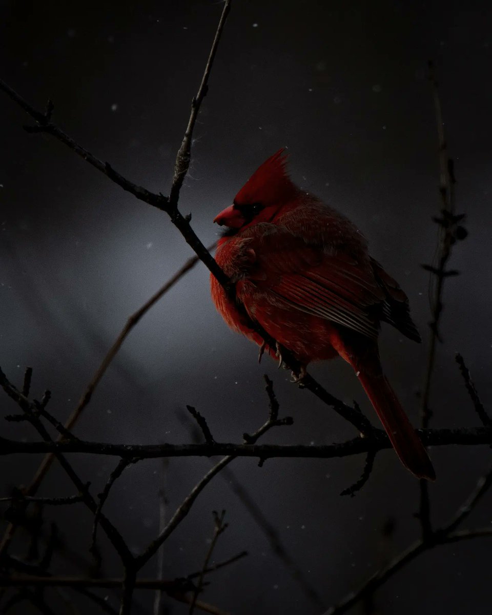 olimoormanphoto's tweet photo. Winter evening #cardinal in the RBG Arboretum

#birds #birdphotography #birdwatching #rbgcanada @RBGCanada @ROMtoronto #ROMwpyON #canadianwildlife #wildlifephotography #nikond780 #Cardinals #sharecangeo https://t.co/vYWEPyHoKa