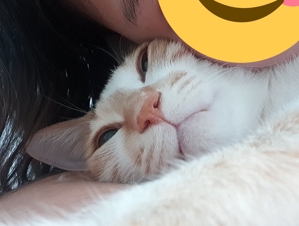 Zzzzzzzzz🙋🏻🐈
.
긋머닝야 일상ㅋ⫬ㅋ⫬