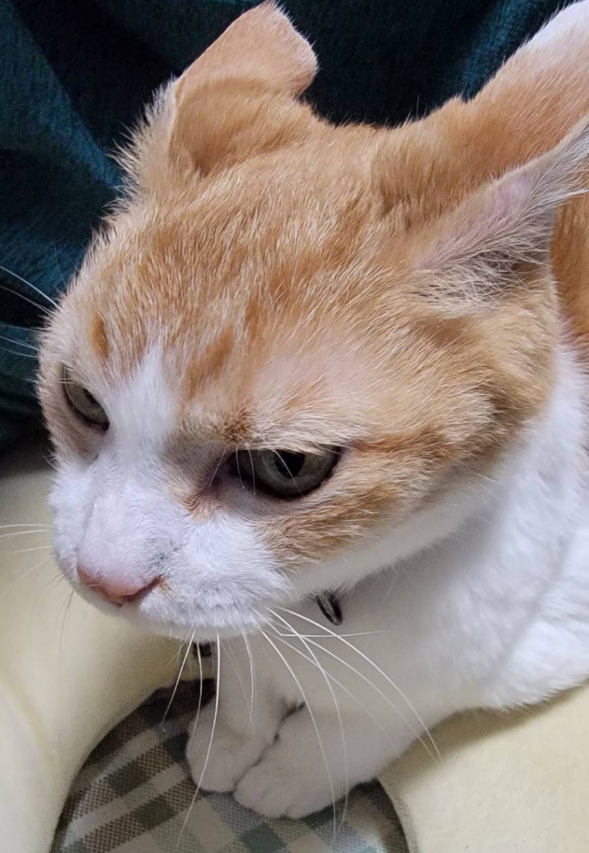 つかさ 22 2 22最強 の日 猫の日 うちの家族のご紹介 写真と順不同ですが 長男 茶トラ 名前 ケッサク 18歳 長女 さび柄 名前 シズナ 17歳 次女 スポット 名前ベッキー 永遠の15歳 三女 サバ柄 名前 未完 13歳 四女 スポット 名前ささみ 7歳 です