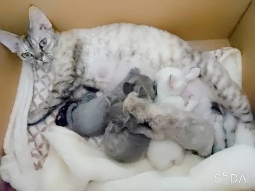 #devonrex #デボンレックス #猫 #子猫 #犬みたいな猫 #猫アレルギー #ブリーダー #キャッテリー #cattery #発達障害 #こどもと猫
にゃんにゃんにゃん✨猫の日生まれの可愛い子達❤