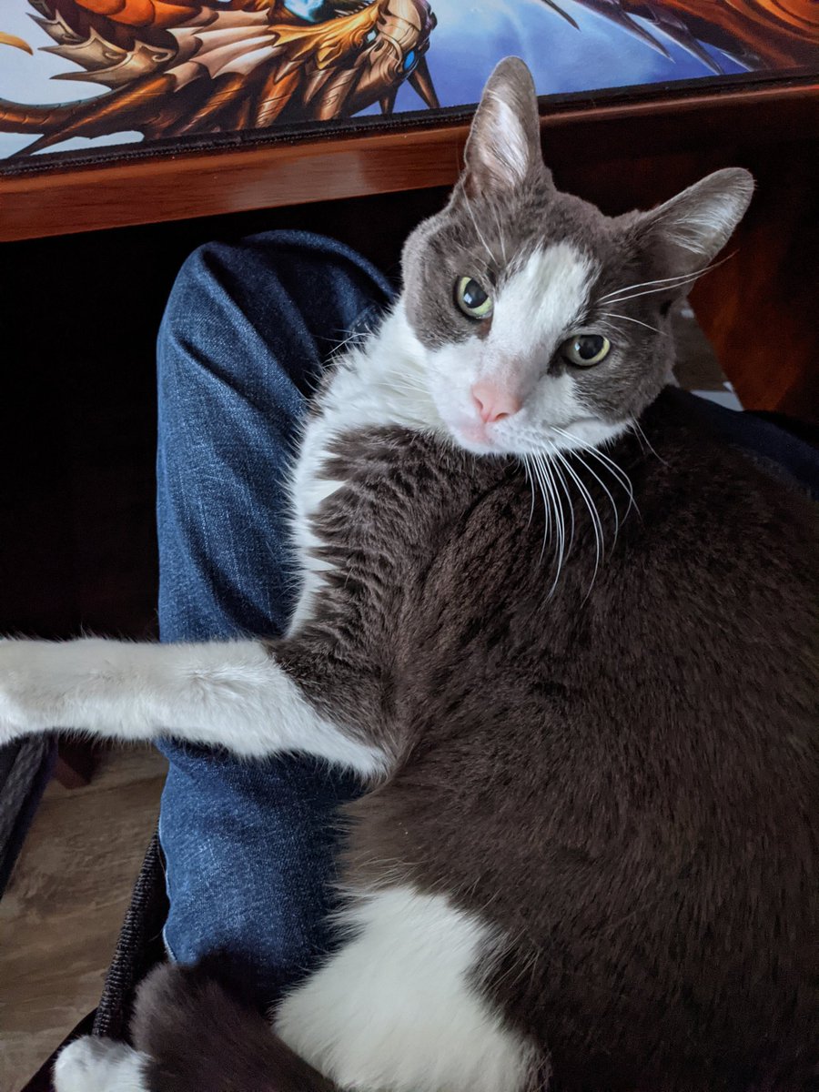 Cephisodotus's tweet photo. @greatestjubilee This is Otis. He's very old and bites my feet because he needs me to get up on anything taller than 8 inches :) https://t.co/Y3PgUH0Dog