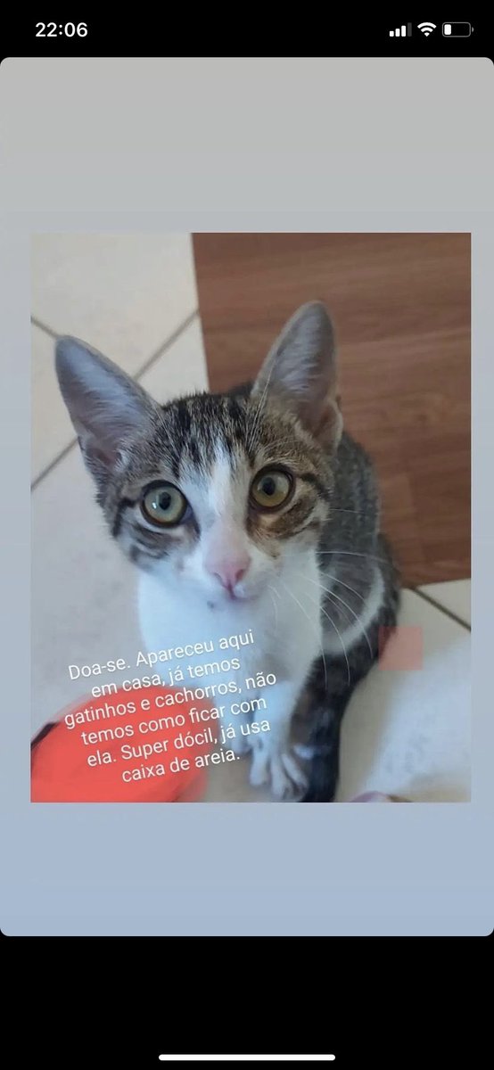 Diasdudaa_'s tweet photo. ⚠️⚠️⚠️⚠️Apareceu essa gatinha na casa da minha dinda, porém ela tem três cachorras e uma gata já é não pode ficar.. Se alguém tiver interesse em adotar essa mimosa, entra em contato comigo!! Ela é muito dócil e já usa a caixinha de areia 🙏🏼🥰 https://t.co/jWzTtsXMmr