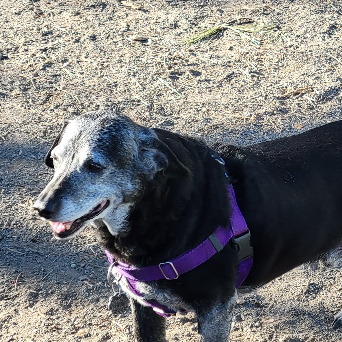 FelixtheDogVA's tweet photo. All right friends. I have been on Twitter for about a month now and so far I have 70 friends. I love making more friends! Can I get to 100 today? I promise lots of cute and happy, cause that's what I do 🥰🐾#dogs #dogsoftwitter https://t.co/1Y4ecuMnhq