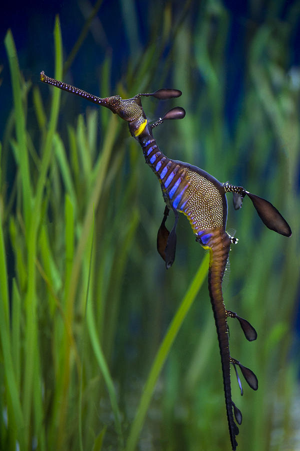 Dragon Seahorse #MarineLife #wildlifephotography #FISH #exotic #NaturePhoto   f655