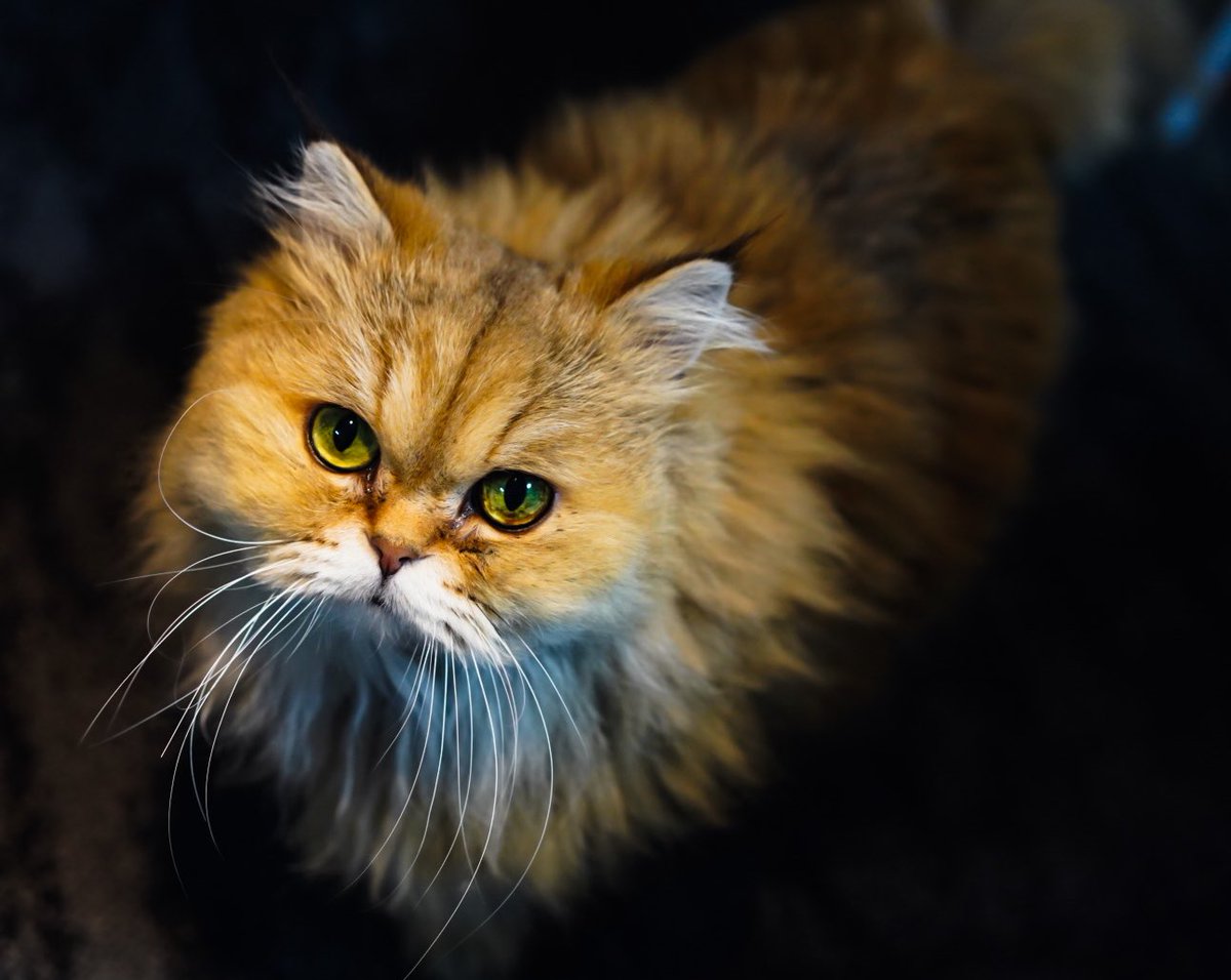 adek776's tweet photo. にゃんか用？
今日はスーパー猫の日だにゃー

#スーパー猫の日 #猫の日  #ねこの日  #ファインダー超しの私の世界 #写真好きな人と繋がりたい #東京カメラ部 https://t.co/9usbv3fIvk