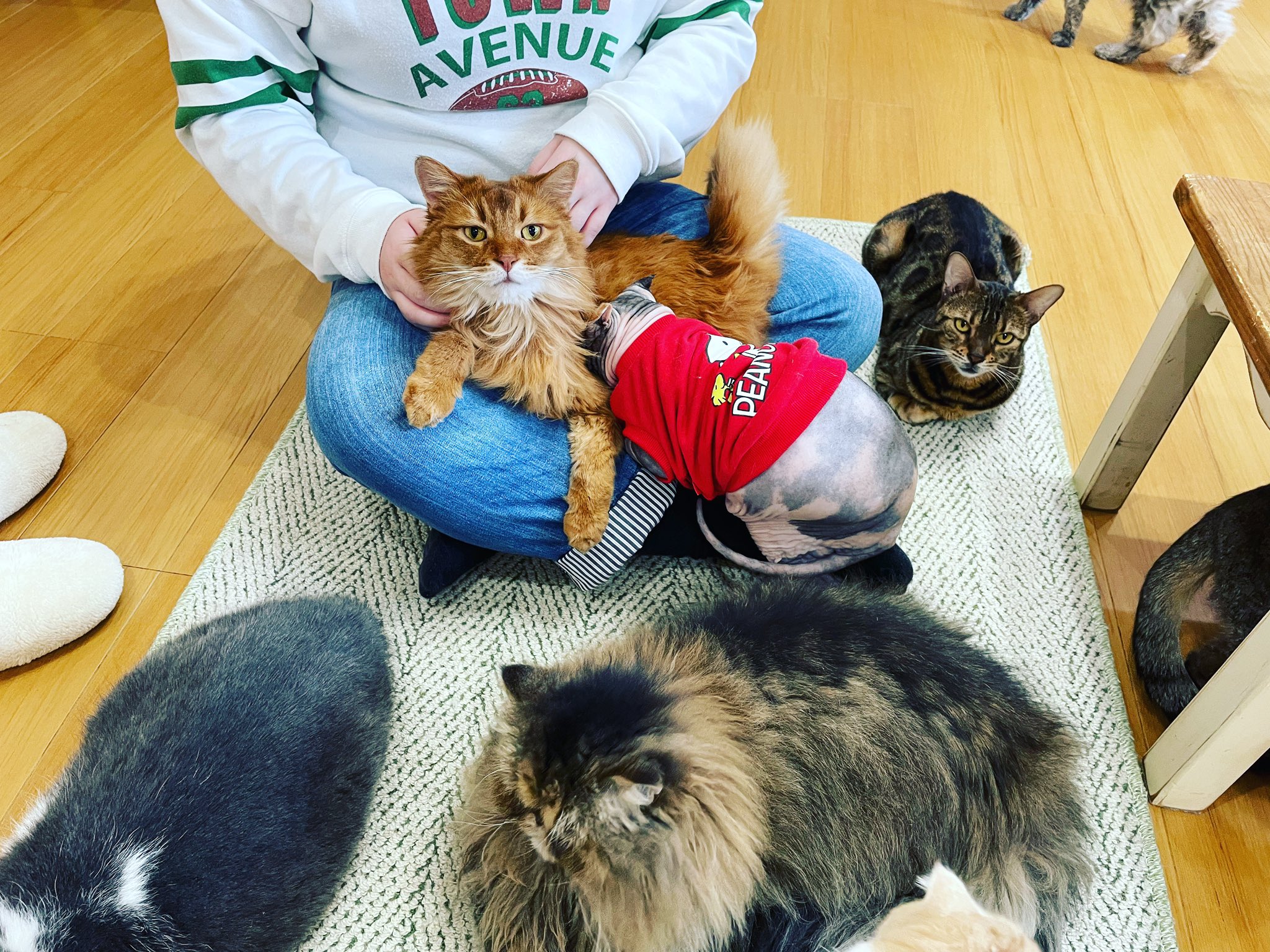 猫カフェ紅葉 大阪 泉南市 Nekocafemomiji Twitter