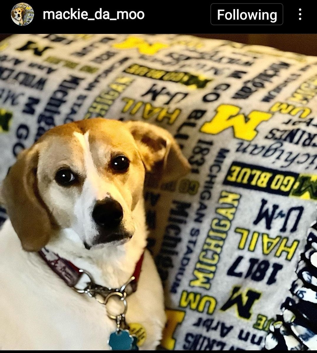 UMichPets's tweet photo. After a couple days of highly charged emotions about our Michigan Athletics, we need some pets to lower blood pressures. #GoBlue Always. https://t.co/O5hS4W6d0q