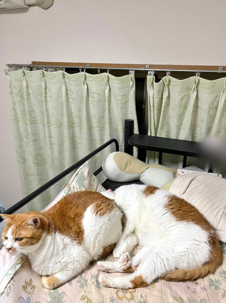 こたつでみかん Kotatsu10mikan7 Twitter