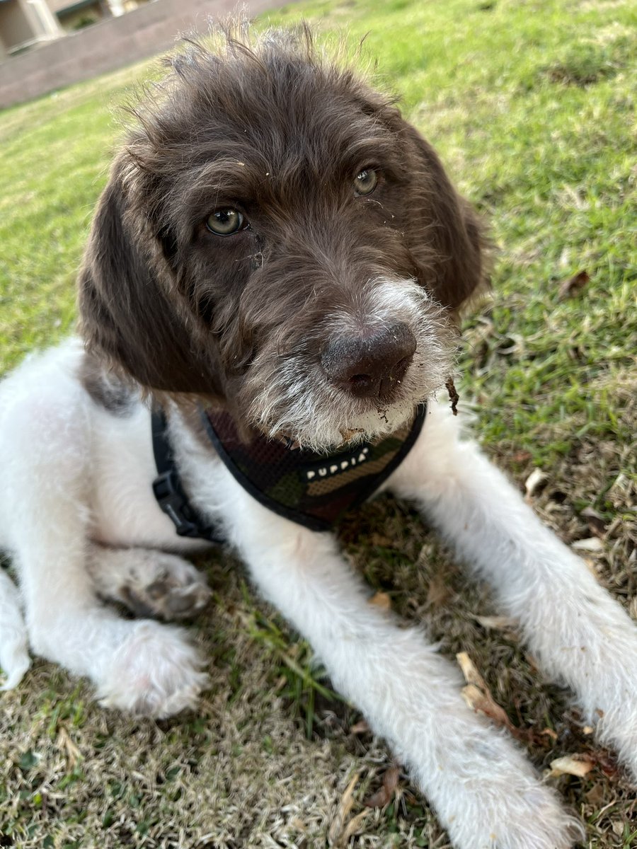 Cinnamongyrl's tweet photo. This is Brad. I picked him up from a shelter Christmas Eve. He’s a pointer poodle mix. He’s a good fella. Stubborn and sweet. Just like me 😊 https://t.co/nFFVwyRebt