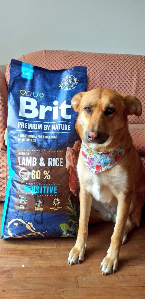 incondic_peru's tweet image. #Flopy 💕🐕
Saco de 15 kilos, Brit premium.

Gracias padrinos y amigos!
#Rescatados
#Petlover
#ApadrinarSalvaVidas