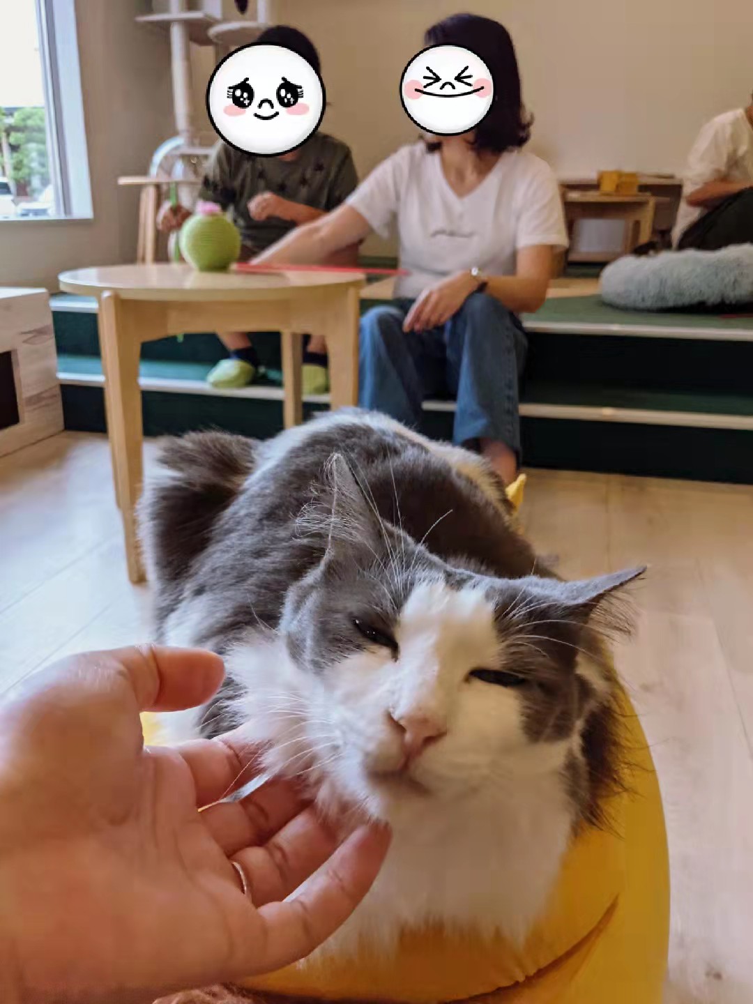 Twitter এ タイヤショップ ツーエル 箕島店です 東尾道にある おのみち 保護猫カフェ ねこのみち へ 行った際の写真です 今日も元気に営業中です 是非 ご来店 お待ちしております タイヤショップツーエル タイヤ 安い 福山 尾道 観光