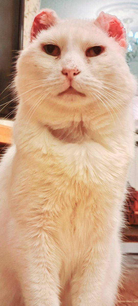 HarryCatTweets's tweet photo. Stitches out, now look at my fabulous new ears!  #CatsofTwittter #RescueCat #FIVCatsClub #CatEarCancer https://t.co/rs6kgHR4bv