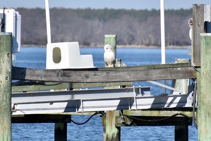 I took ornithology with <a href="/Geoffrey_E_Hill/">Geoffrey Hill</a> and <a href="/CJWMcClure/">McClure 🦅🦉🦤</a> as my TA 11 years ago this semester. They introduced me to what real birding was all about. Since then my dream bird to see was a snowy owl, but I’ve never been in the right place at the right time…UNTIL NOW! #lifer