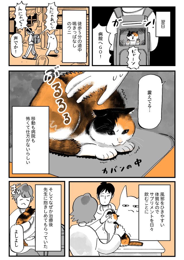 猫の日〜🐱🐈🐈‍⬛

猫漫画配信中です!
最新話は猫と健康のお話です。
全部で6ページ。

写真は普段の元気なウニ。

猫の風邪/うちの猫は仲が悪い⑨ | ダ・ヴィンチWeb https://t.co/SExHIYh7Ta 