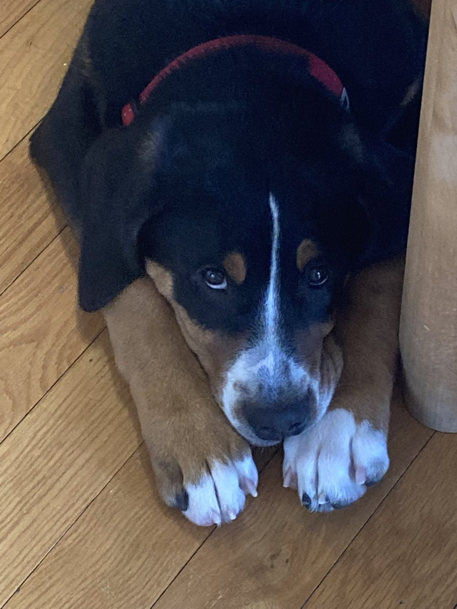 stelepanich's tweet photo. @ok32650586 This is Redford, he is a 4 month old Greater Swiss Mountain Fog. https://t.co/W7ozux2bUa