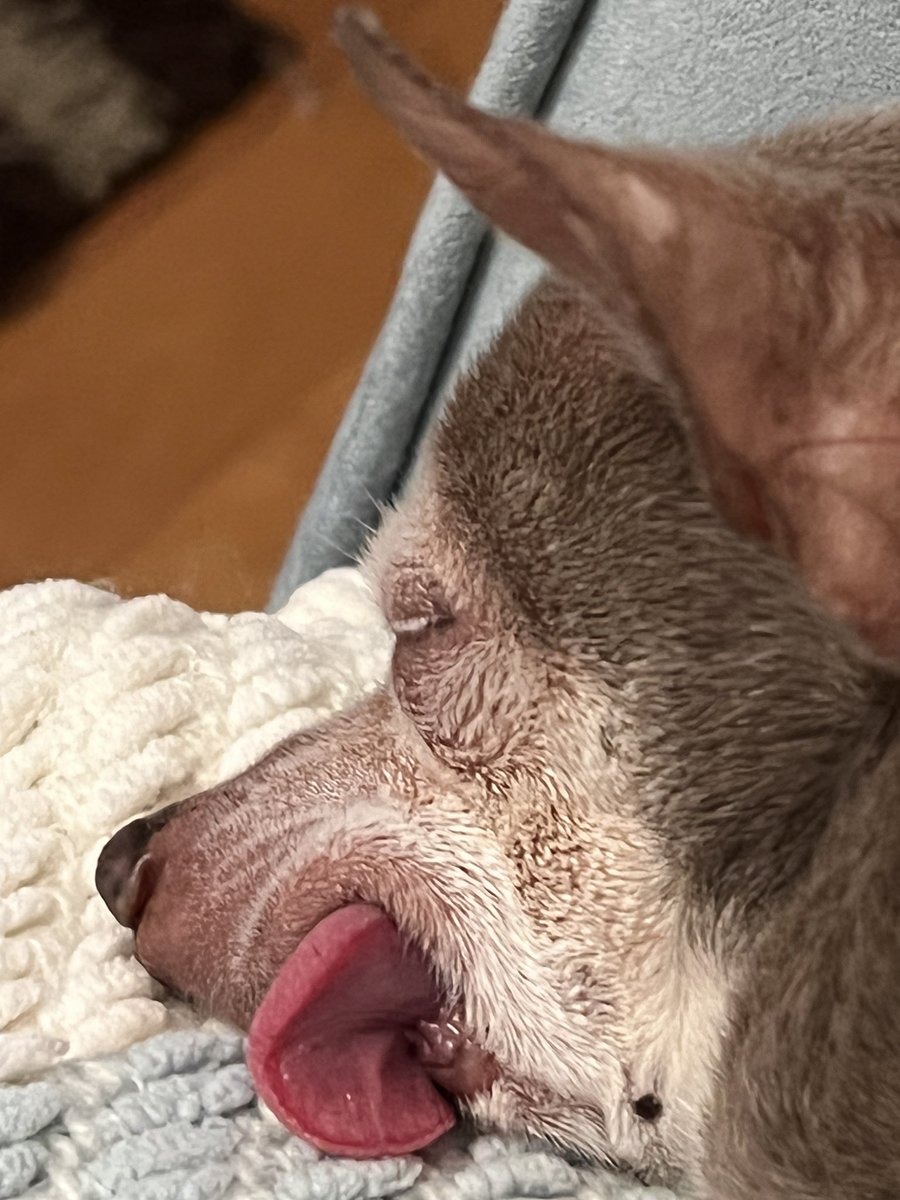 #dogsoftwitter #DogsofTwittter Night, night everyone.