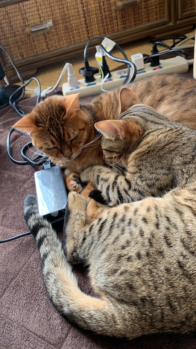 AwE97w's tweet photo. 散らかってるが色々可愛い　 #猫の日 https://t.co/X4ONuJGTfe