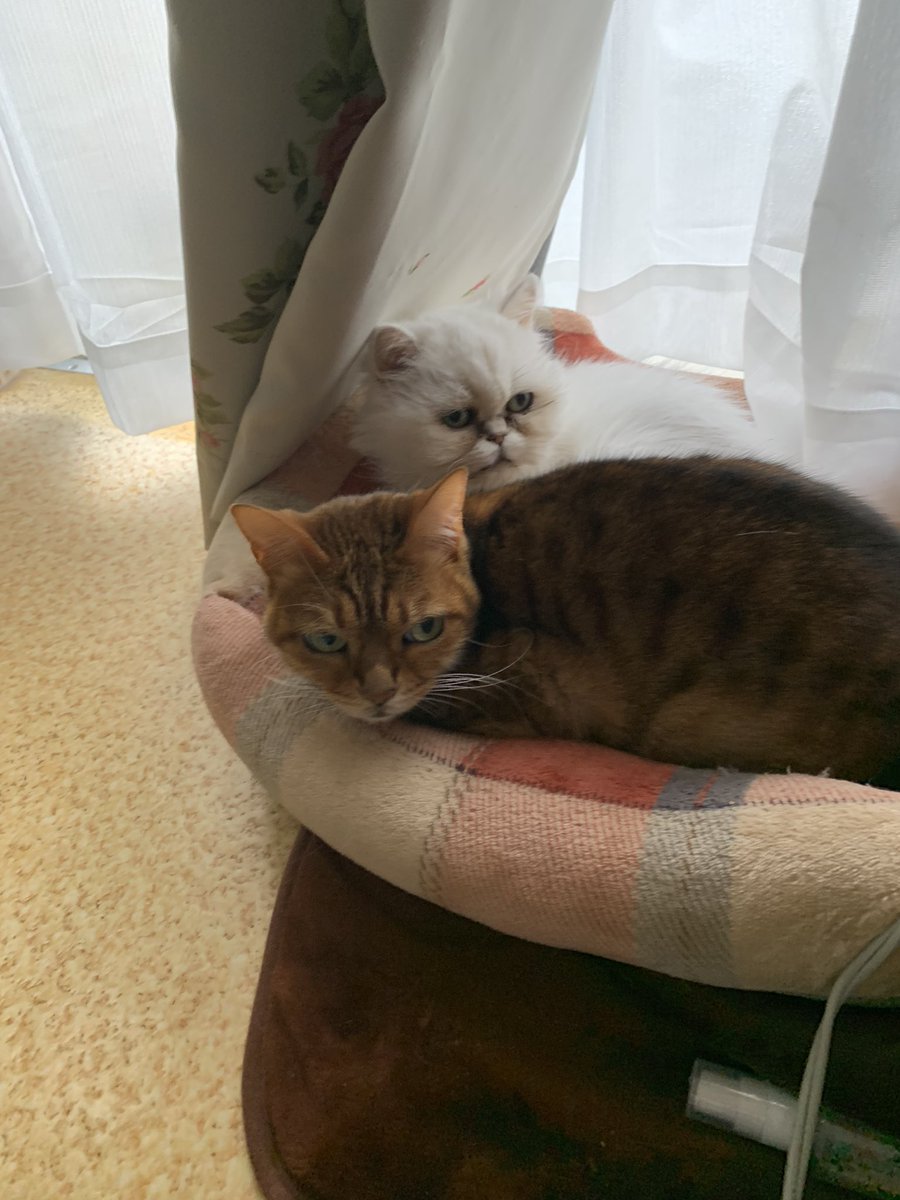 AwE97w's tweet photo. 散らかってるが色々可愛い　 #猫の日 https://t.co/X4ONuJGTfe
