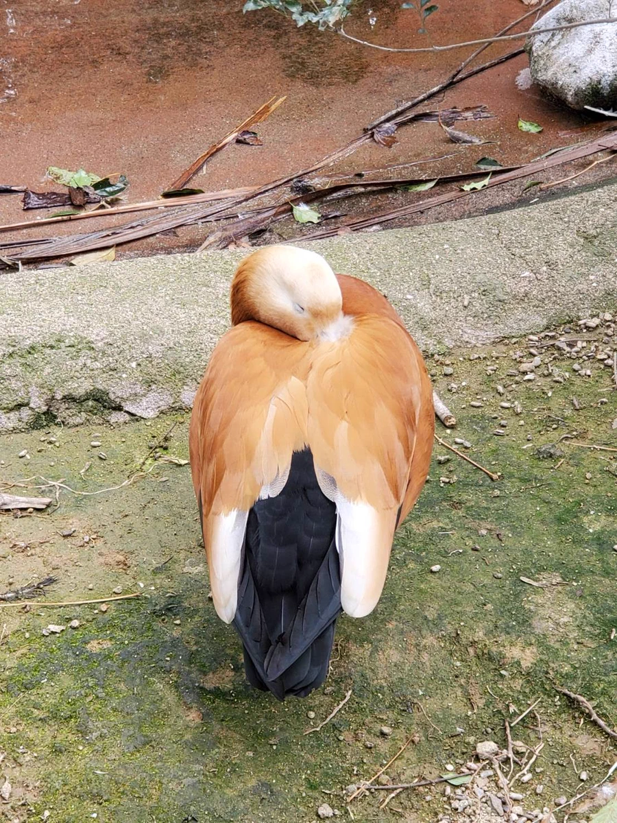 娘さんから送られてきた写真！犬の後ろ姿かと思ったら鳥だった！