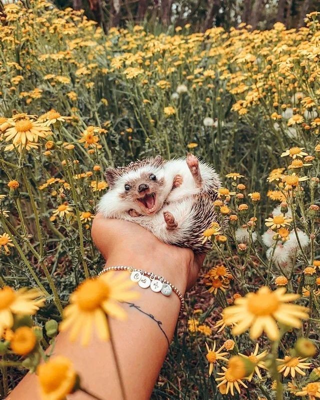 🦔🌻Happiness is a choice🌻🦔

#tuesdaymotivations 
#animals