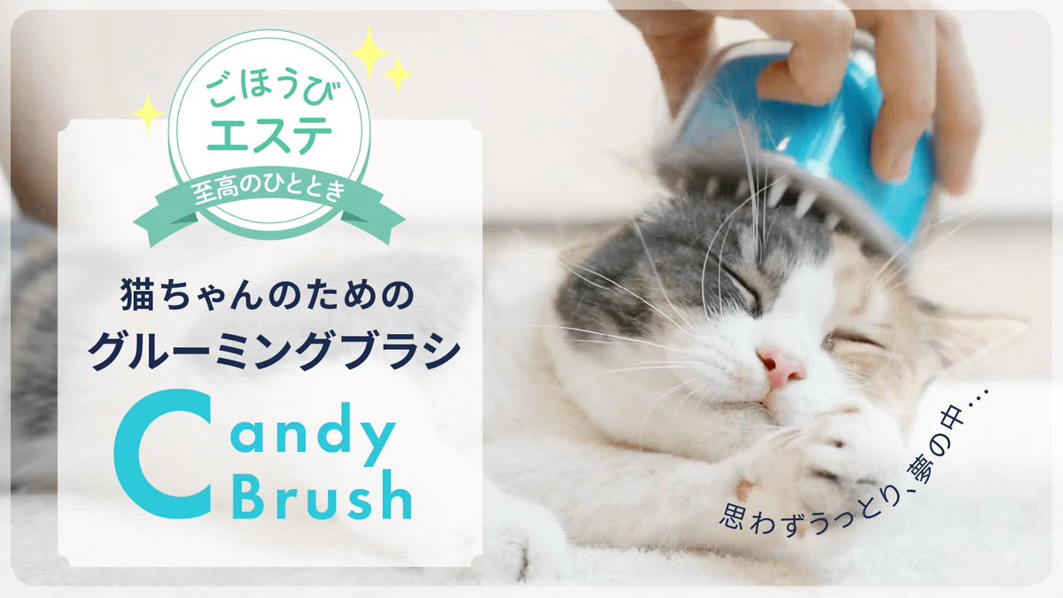 猫楽堂・にゃんこ研究所【公式】 (@nekorakudo) / Posts / X