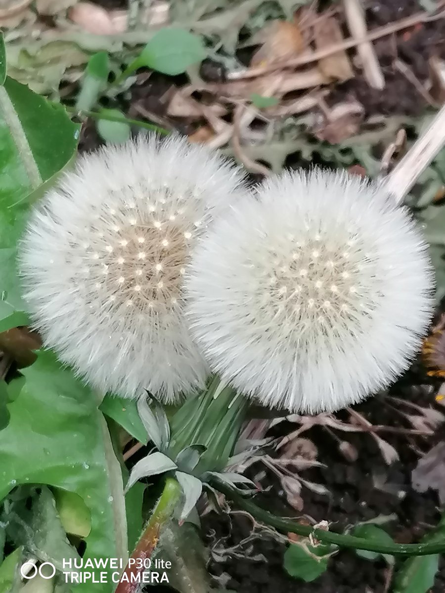A real thing of beauty, Dandelion 'clocks'. Each pappus has around 100 filaments, looking like the head of a Chimney sweep's brush. Leaves a useful vegetable,  containing Vitamins A,B,C,E & K, rich in Iron Calcium Magnesium & Potassium @BSBIbotany @wildflower_hour #wildflowerhour