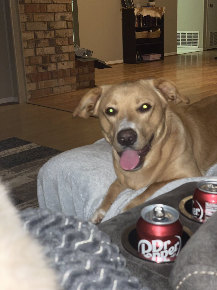 TheDylanRicks's tweet photo. My lil fur babies https://t.co/SJeLxYGVrB