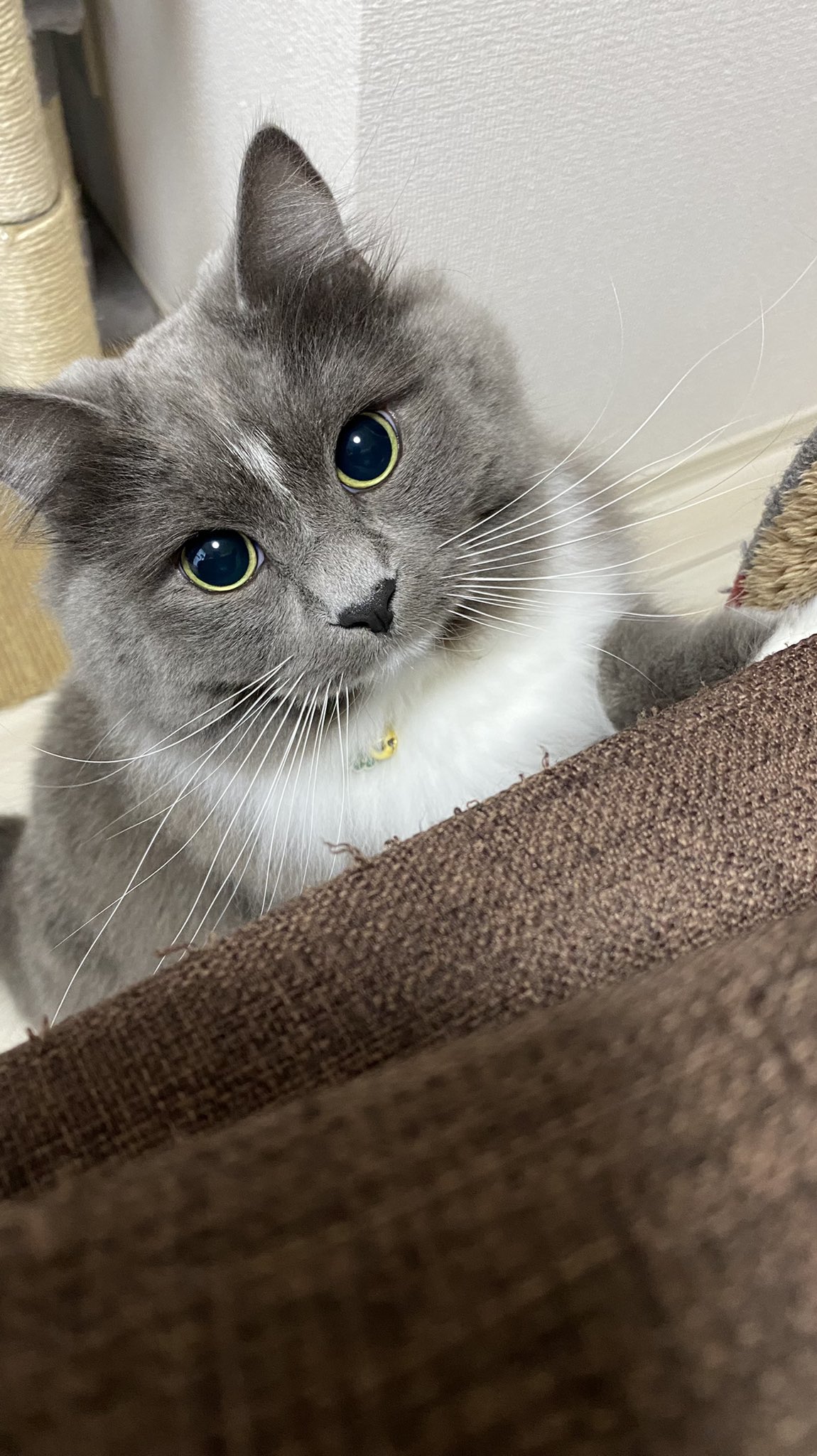 サイベリアンのシベリア Shiberia Cat Twitter