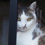 ツイートに含まれる画像