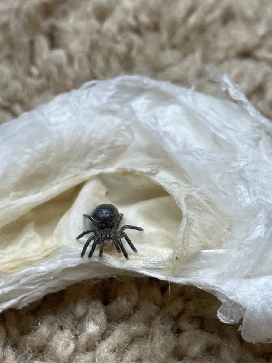 becca ☻ tweet media