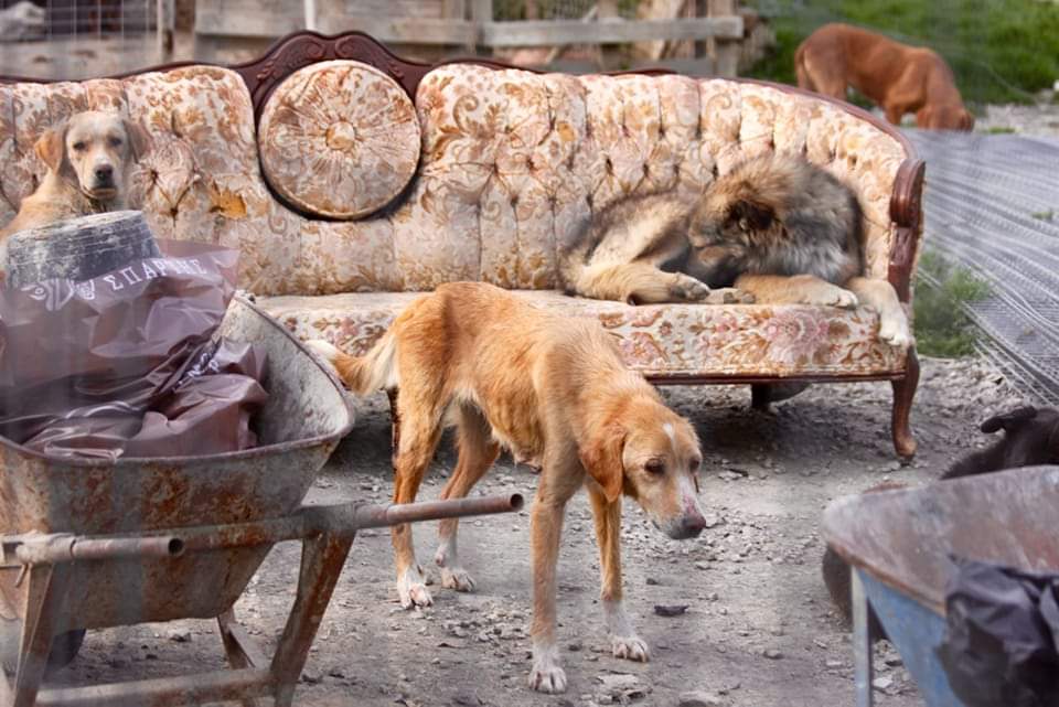 Dog Shelter in Sparta Greece!!! A hell for abandoned dogs, managed by Greek Public Office for abandoned dogs in Sparta. #Greece #dogs #dogshelterspartagreece #abandoneddogs #animalrights #dogrights #greekpublicservices #helpabandoneddogs #savethestraydogs