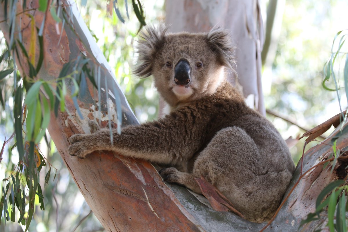 roamingmoth's tweet photo. @CavalloDelMare @RTW_Aus @BirdlifeOz Somethings don't change, though, and it wouldn't be a Wooragee Christmas without an obligatory #Koala in the backyard. #RoamingMothUpdate https://t.co/HGgzCfNmOJ
