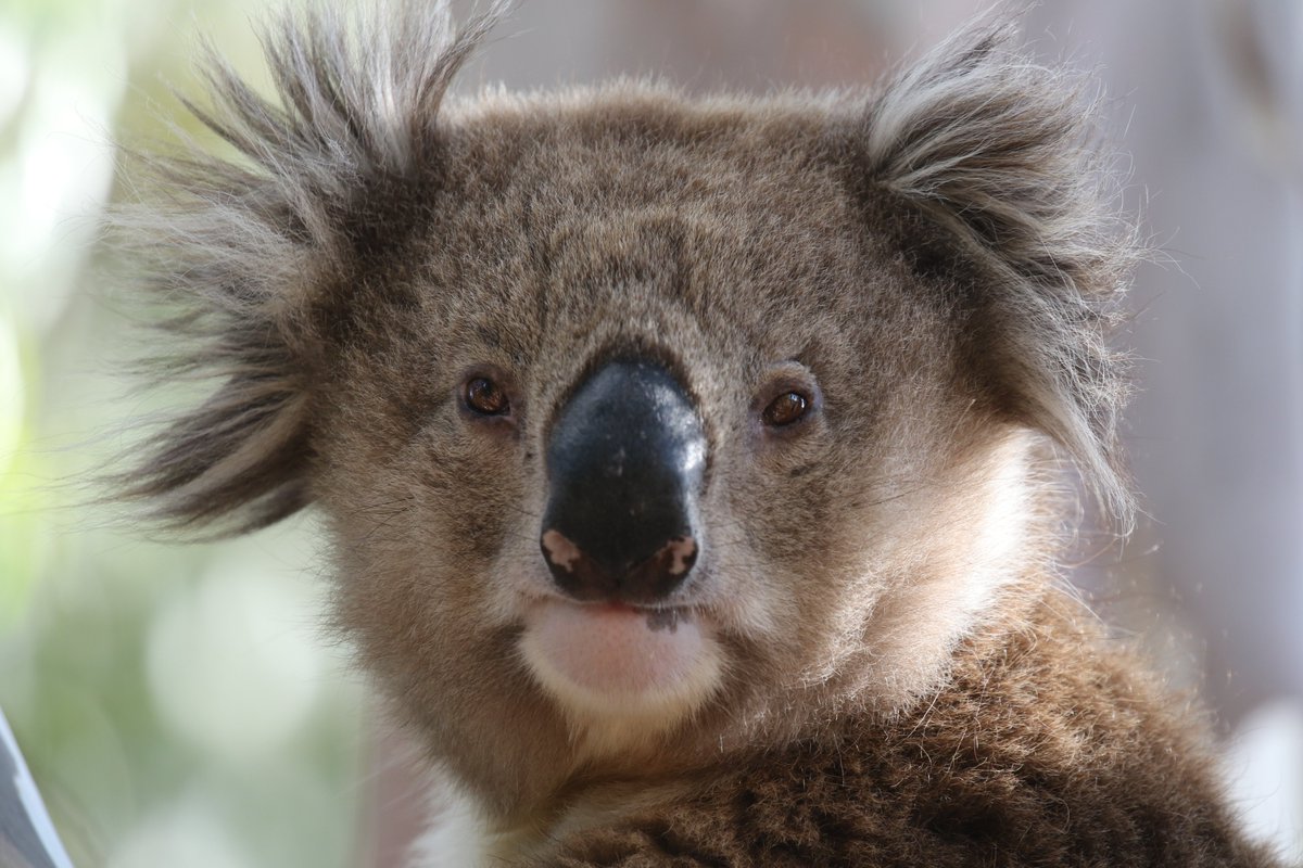 roamingmoth's tweet photo. @CavalloDelMare @RTW_Aus @BirdlifeOz Somethings don't change, though, and it wouldn't be a Wooragee Christmas without an obligatory #Koala in the backyard. #RoamingMothUpdate https://t.co/HGgzCfNmOJ