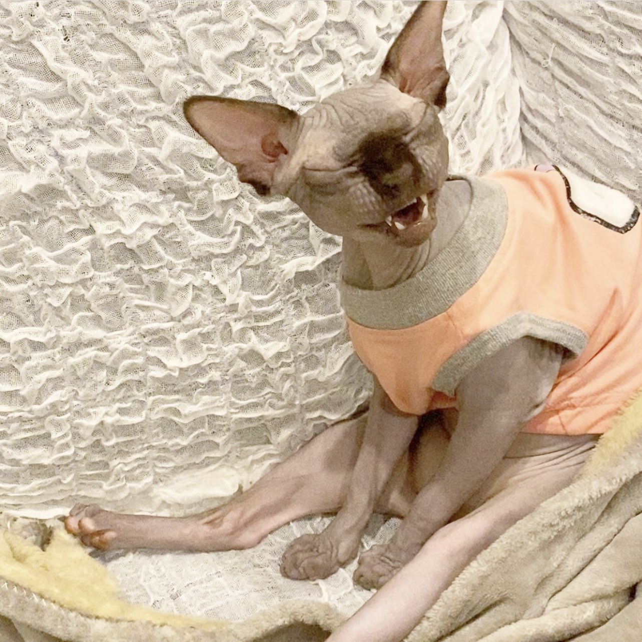 新希咲乃 にきさきの 猫の日 毛がないで有名なスフィンクス ボンボンとケムケムです 犬と猫と猿を混ぜたような性格で とってもいい子で毛が極短毛なので表情が分かりやすくて 可愛い T Co Bjelljzzmk インスタもやってるよ よく