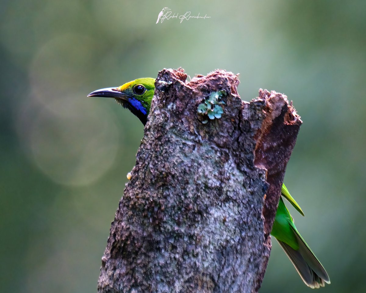 owletguardian's tweet photo. Peekaboo - Golden-fronted Leafbird
https://t.co/KJfrPn5RyA
#BBCEarthPOTD #IndiAves #birding #birdphotography #leafbird https://t.co/dbgI9vzfE5