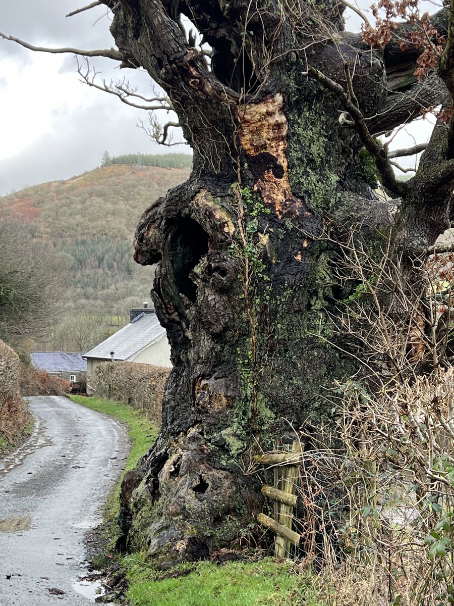 TiCLme's tweet photo. For #CARMARTHENSHIRE @TiCLme @Team4Nature
#thicktrunktuesday - no exaggerationโฆ
A Welsh choir sang INSIDE it
https://t.co/3KuNQjEOEi https://t.co/8DvYI5nIU2