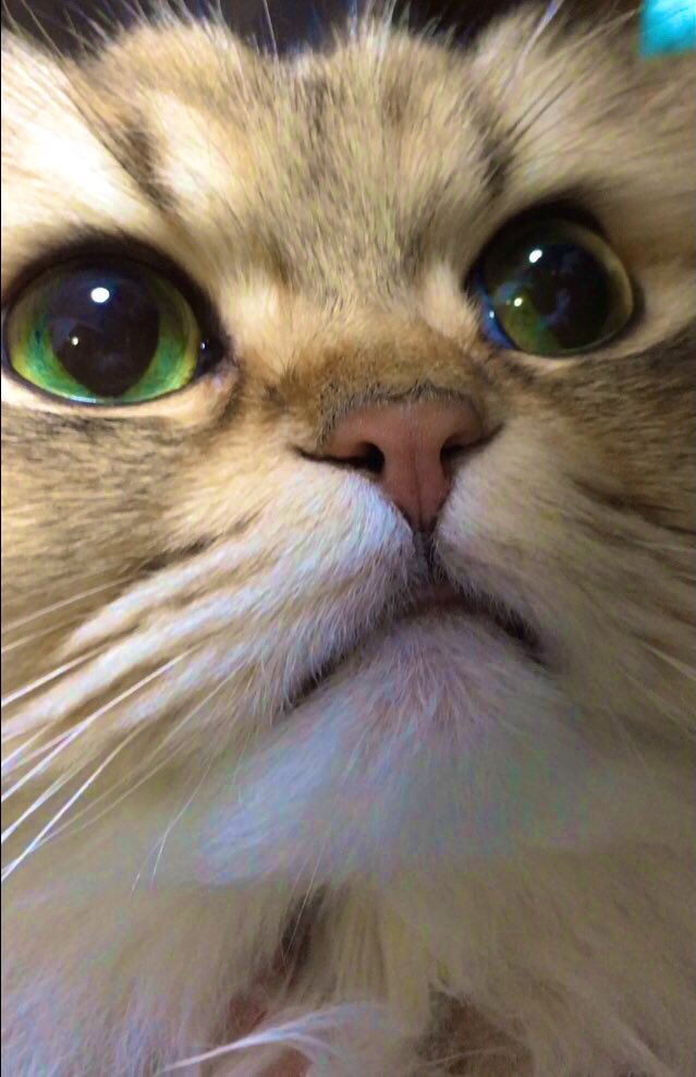 ⚓️tk🐈📦 tweet media