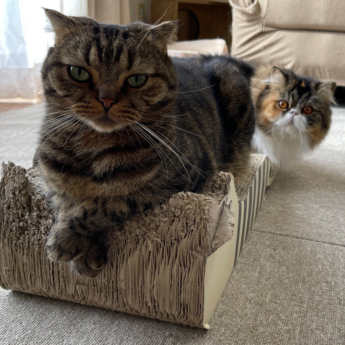 about_tee's tweet photo. 今日は #スーパー猫の日 。
日本で人気の猫種第1位は #スコティッシュフォールド だそうです。

The most popular cat breed in Japan is the #ScottishFold .

#猫の日 #NFT https://t.co/8jLjUlqnZV