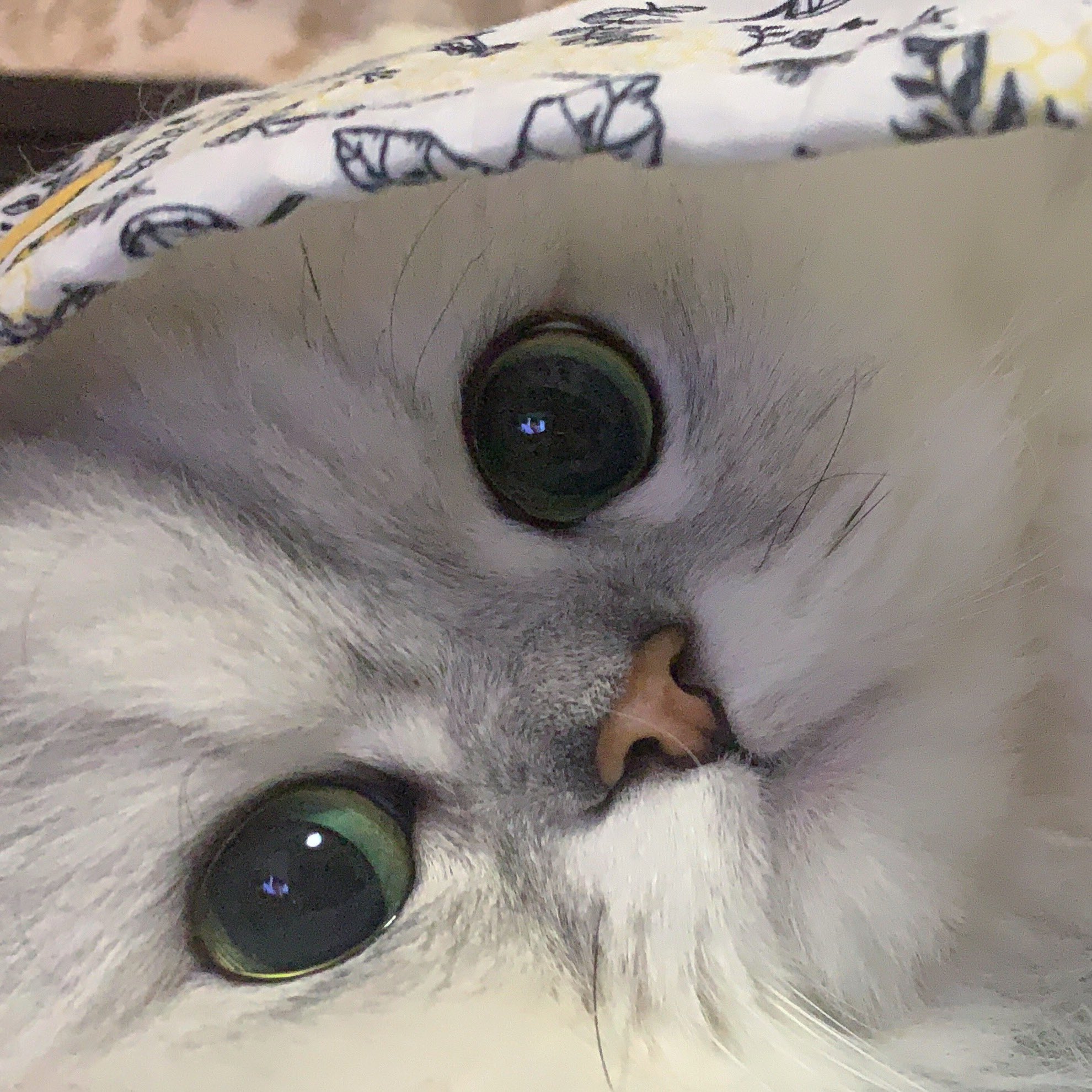 かわにしみき（みきぽん） on X: 