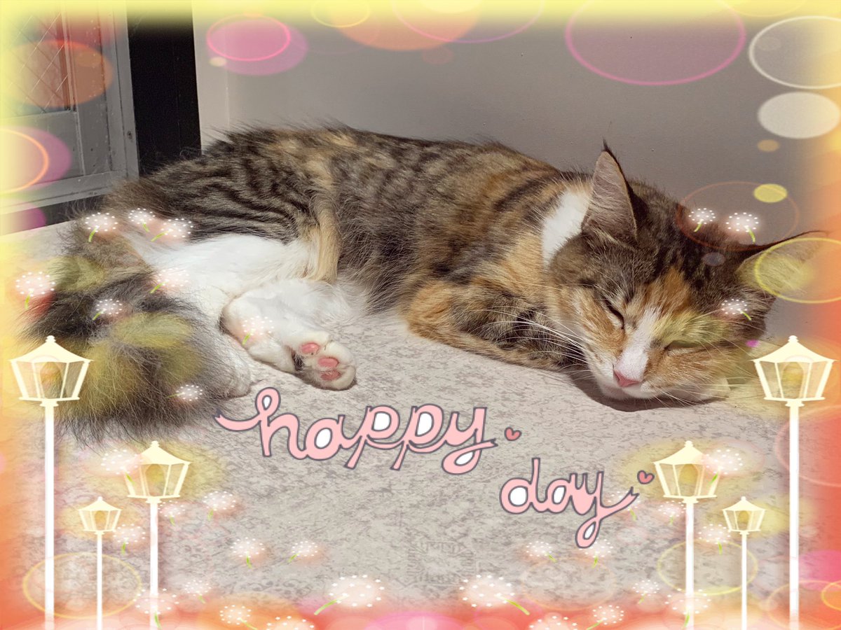 安藤清華のプロフィール 画像 写真