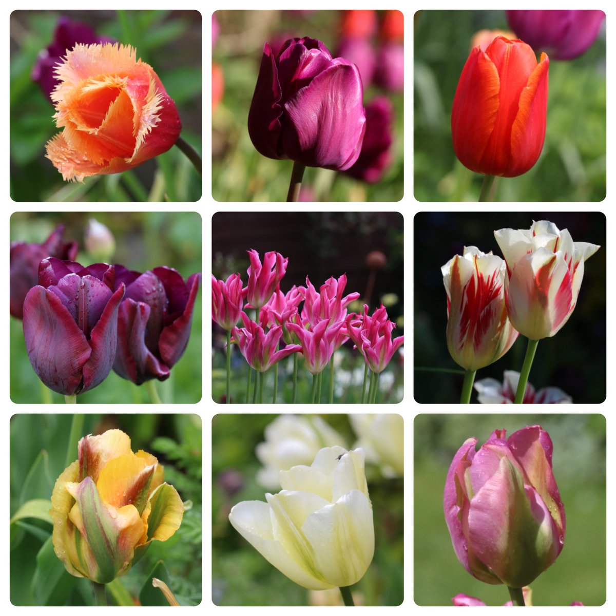 A collage for #TulipTuesday from #mylittlegarden Some will be making another appearance in a few weeks time, but I have some new varieties too 🌷