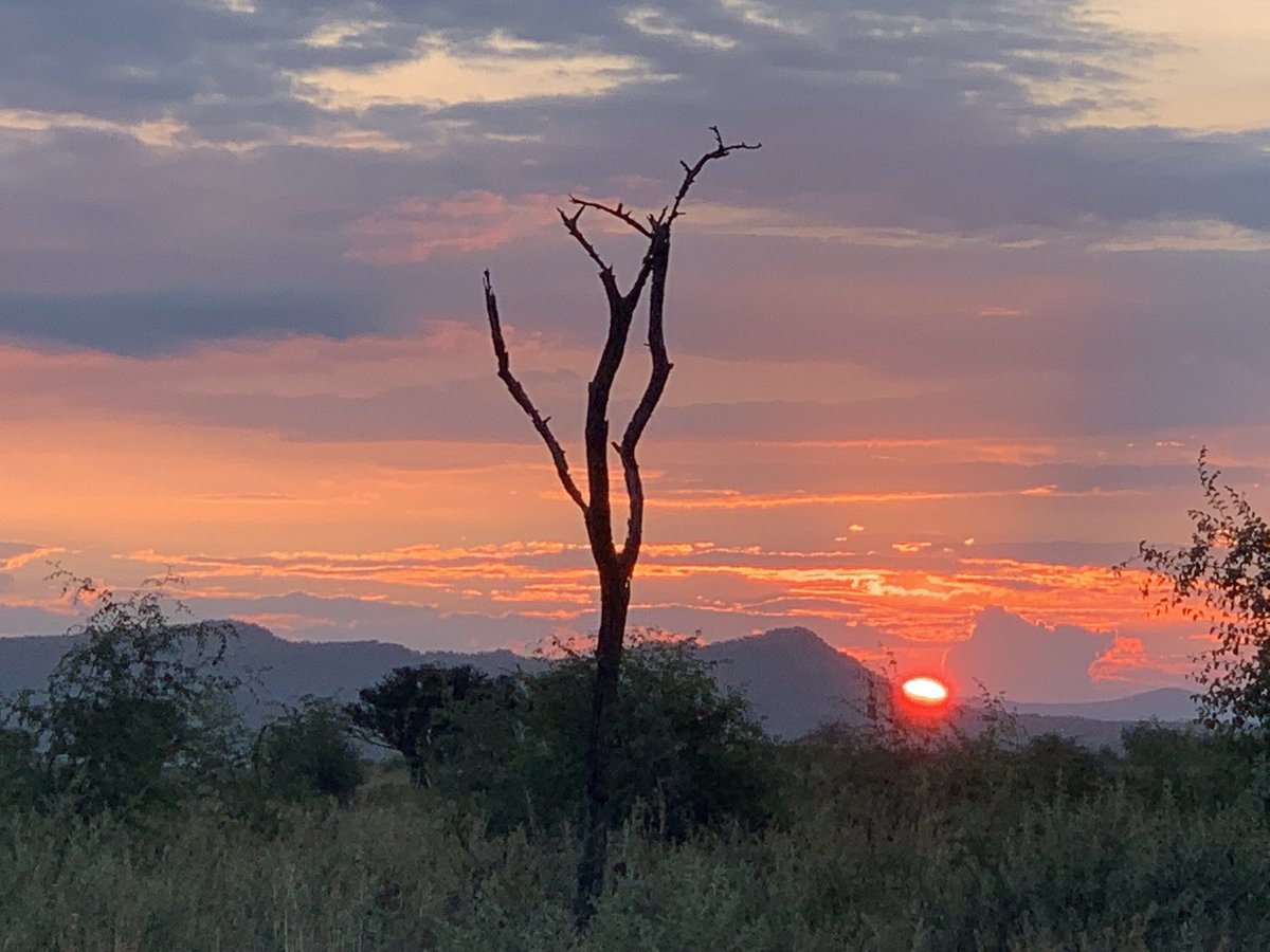 ThabaLodge's tweet photo. TRAVEL TUESDAY😊few things beat an African sunset in the bush!
THABA LODGE is a superior exclusive use 10 sleeper self-catering safari lodge in the Black Rhino Concession Pilanesberg National Park SouthAfrica https://t.co/KqtT6QkB4v
#Travel #SouthAfrica https://t.co/A641Zmu3tC