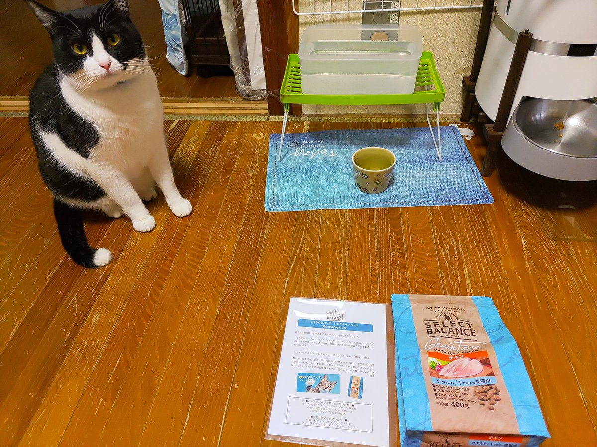 emirannaomomoka's tweet photo. #うちの猫パンチシェアキャンペーンで当選したのが猫の日に届いた！！凄い！！
早速くれニャ！！とアピールする
愛ネコ(笑)
#うちの猫パンチ
#SelectBalance
#猫の日 https://t.co/4YFcqBFG9K