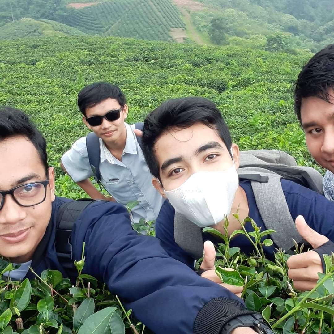 Kebun teh cikuya